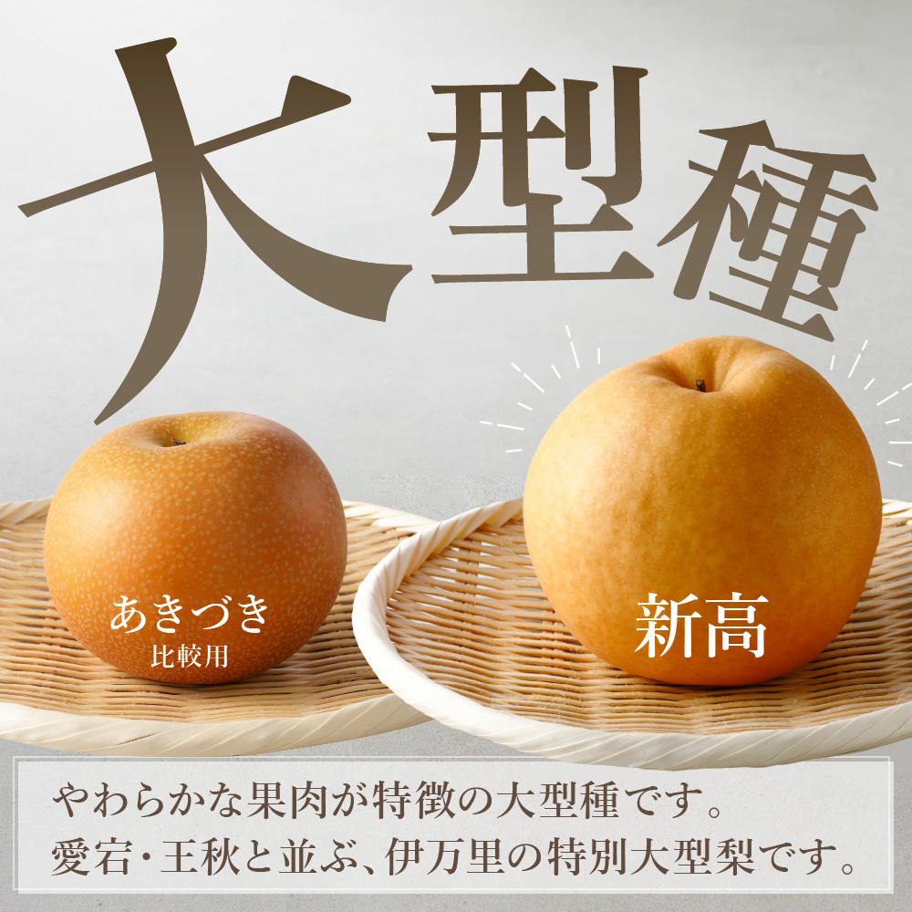 【2025年産先行予約】伊万里梨「新高」 5kg 大型種 B162