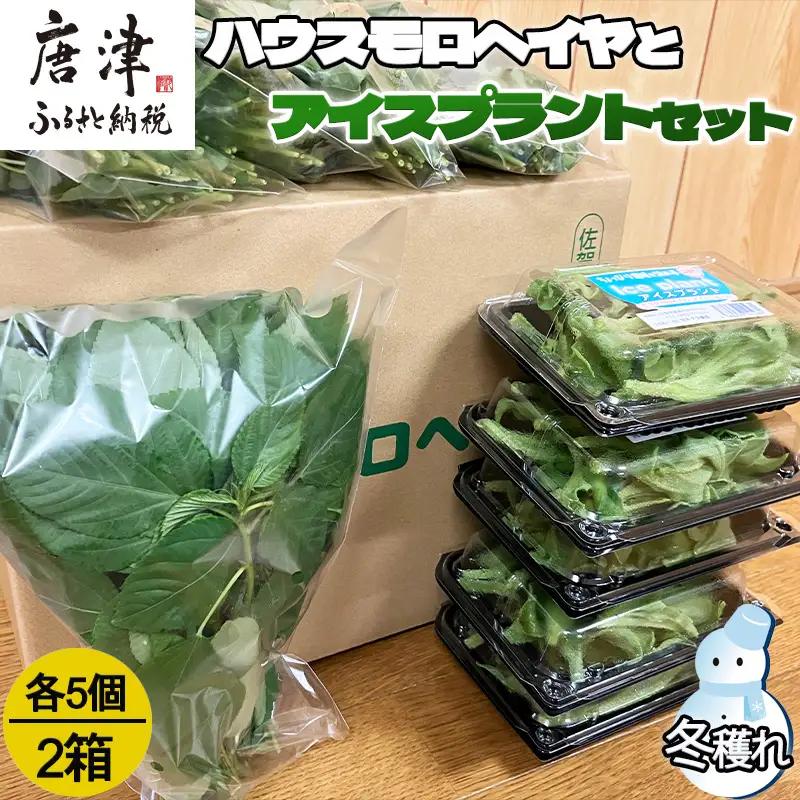 『先行予約』【12月上旬より順次発送】冬穫れハウスモロヘイヤ(100g×5袋)とアイスプラント(70g×5P)セット 2箱 ネバネバ 高栄養価 プチプチ新体験 定番おひたし 和洋中の各種スープ お肉・お魚のメイン料理の付け合わせ