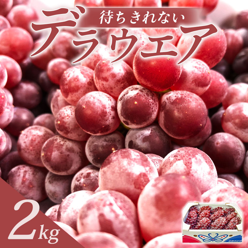 【ふるさと納税】 デラウエア 2kg 期間限定 季節限定 果物 くだもの フルーツ 葡萄 ブドウ ぶどう デラウェア