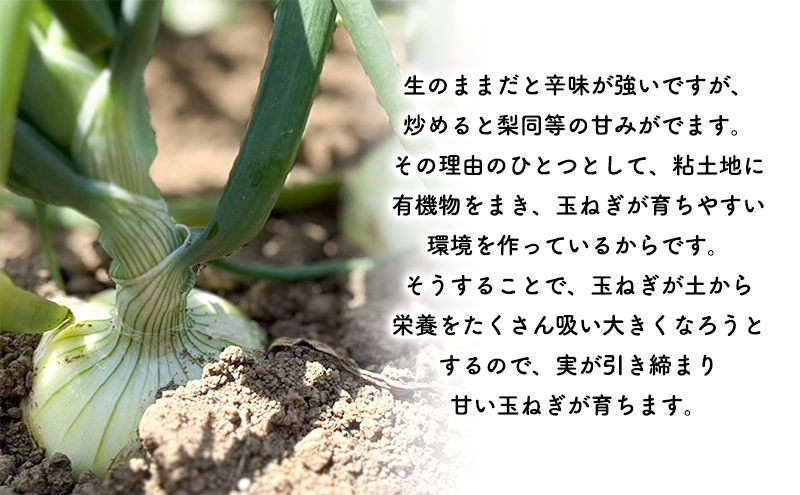 2026年秋発送 梨同等の甘さ！ジューシーで甘い玉ねぎ Lサイ