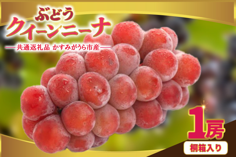
            クインニーナ桐箱入り1房　県内共通返礼品:かすみがうら市産 (BR162)
          