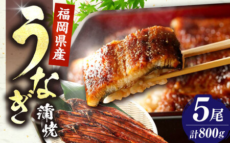 国産 うなぎ 蒲焼 大5尾 800g 【福岡養鰻】[VAD004] 鰻 うなぎ