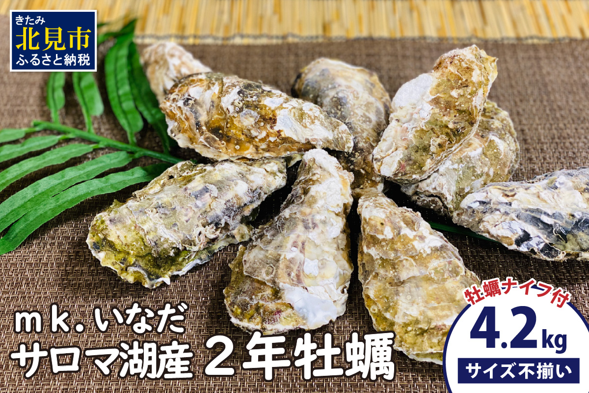 【予約：2024年11月上旬から順次発送】サロマ湖産 殻付き2年牡蠣 4.2kg サイズ不揃い ※牡蠣ナイフ付 ( カキ かき 4.2キロ 魚介 海鮮 貝 ふるさと納税 BBQ バーベキュー )【113-0004-2024】