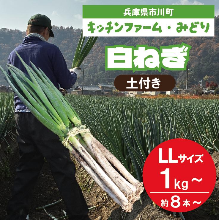 
                  【選べる量】キッチンファームみどりの白ねぎ  LLサイズ 1kg ～（土付き） 006KM02N.／ねぎ ネギ 葱 白ネギ 白ねぎ 国産 日本産 野菜 冬季限定 甘い 太い すき焼き 天ぷら 焼きねぎ 鍋料理
                