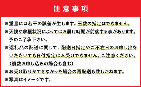 フルーツ 【優秀賞受賞】沖縄県産 完熟 マンゴー 贈答用 1kg (2〜3玉) BCAN001 