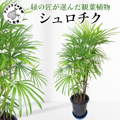 緑の匠が選んだ観葉植物　素敵な空間づくりに　シュロチク【配送不可地域：離島】【1265750】
