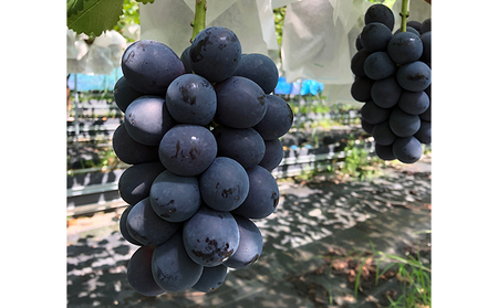 2025年先行予約 旬のぶどう おまかせ3色セット（ナガノパープルまたはシャインマスカット含む3色 3～4房約1.5kg以上）