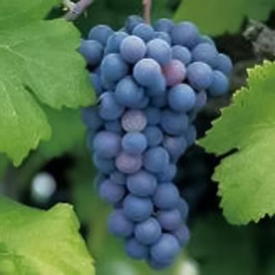 ふるさと納税 赤磐市 グランポレール 岡山マスカットベーリーA 樽熟成 赤 750ml 3本[NO5765-1112] |  | 03