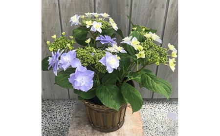 【先行予約】アジサイ ブレスレット (ブルー系) 5号鉢 根本園芸 | アジサイ 農林水産大臣賞