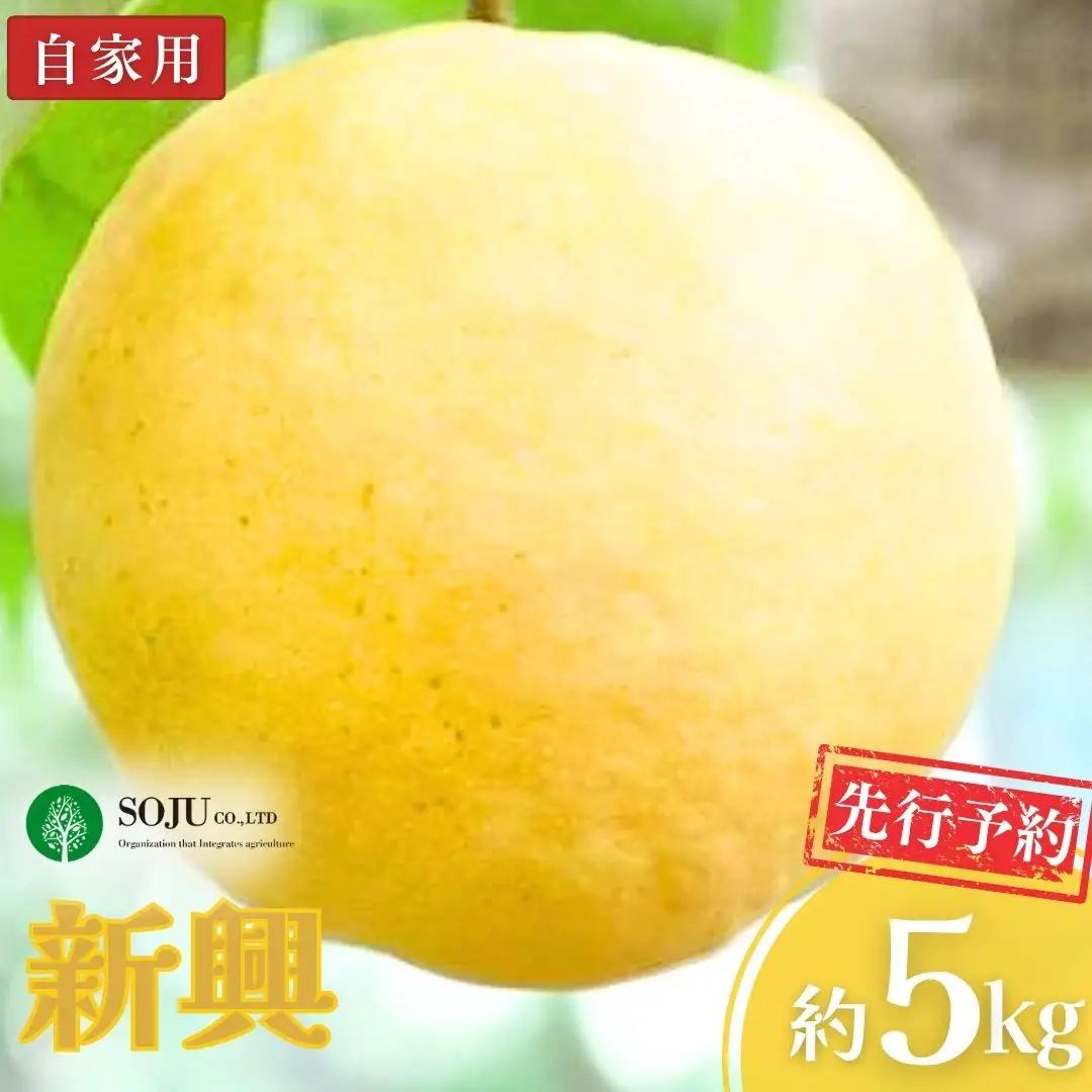 先行予約 和梨 新興 自家用 約5kg 令和8年度 新潟県産 梨 三条果樹専門家集団