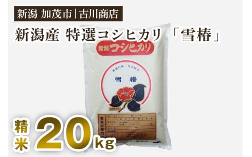 【令和7年産】新潟県産 特選コシヒカリ「雪椿」精米20kg 《順次発送》 白米 加茂市 お米の専門店 古川商店