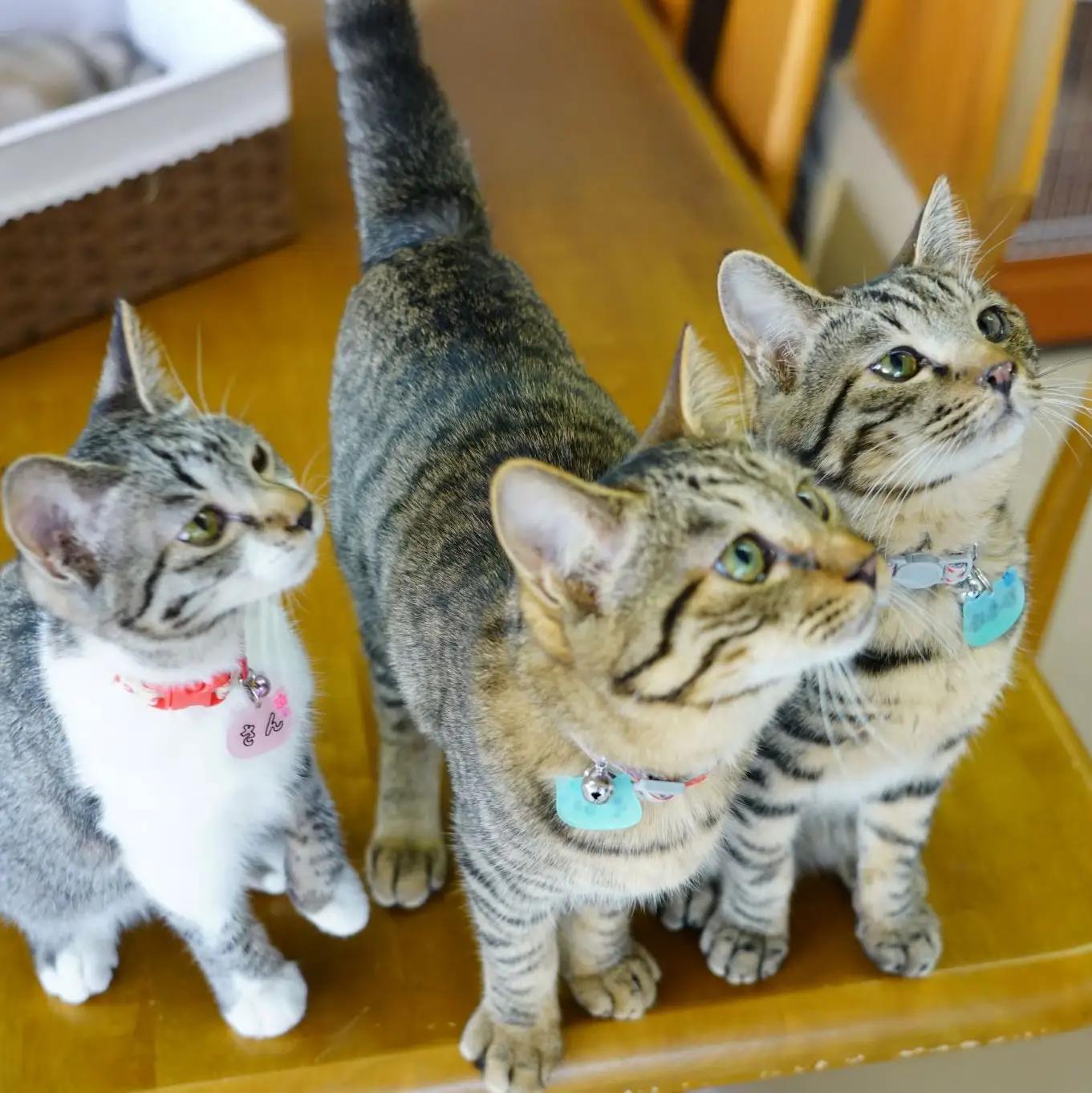 fn-36-001 猫ちゃんが大好きな方必見！『保護猫アンドゥ』フリータイムチケット3枚セット 動物 ペット