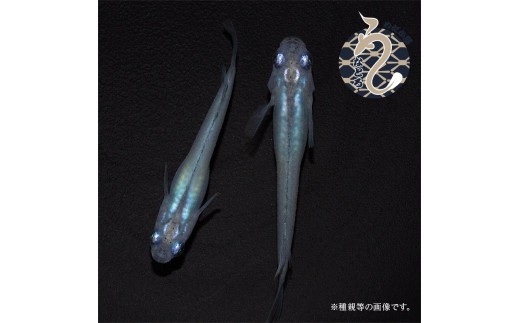 
                  メダカ「しずく」１～３ペア
                