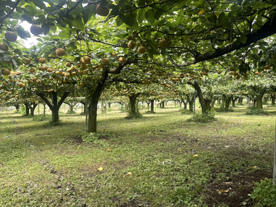 【先行予約】岸田農園の完熟梨 あきづき【3kg,5-12玉入り】 | 梨 なし 秋月 果物 フルーツ 完熟 ジューシー 秋 旬 産地直送 期間限定 季節限定 季節商品 送料無料 国産 栃木県 芳賀町 