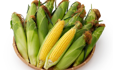 先行予約 北海道産 スイートコーン 恵味（めぐみ）スター☆ Lサイズ以上 計15本 約5kg 平均糖度18度 北海道 JA上士幌町 野菜 とうもろこし トウモロコシ 産地直送 冷蔵便 ◆2026年8月