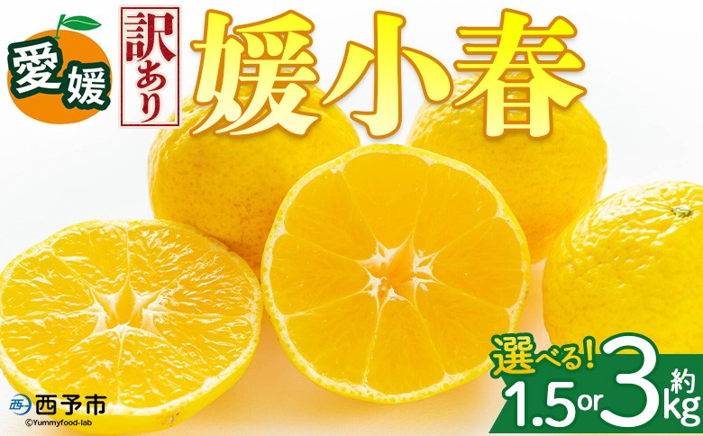 
                  ＜【訳あり】愛媛県産 媛小春 約1.5kg／3kg＞『2027年2月上旬～3月下旬迄順次発送予定』 選べる 容量 内容量 わけあり ひめこはる 高級柑橘 みかん 蜜柑 果物 くだもの フルーツ ミカン 果汁 国産 特産品 株式会社三代目みかん職人 愛媛 西予市【冷蔵】
                