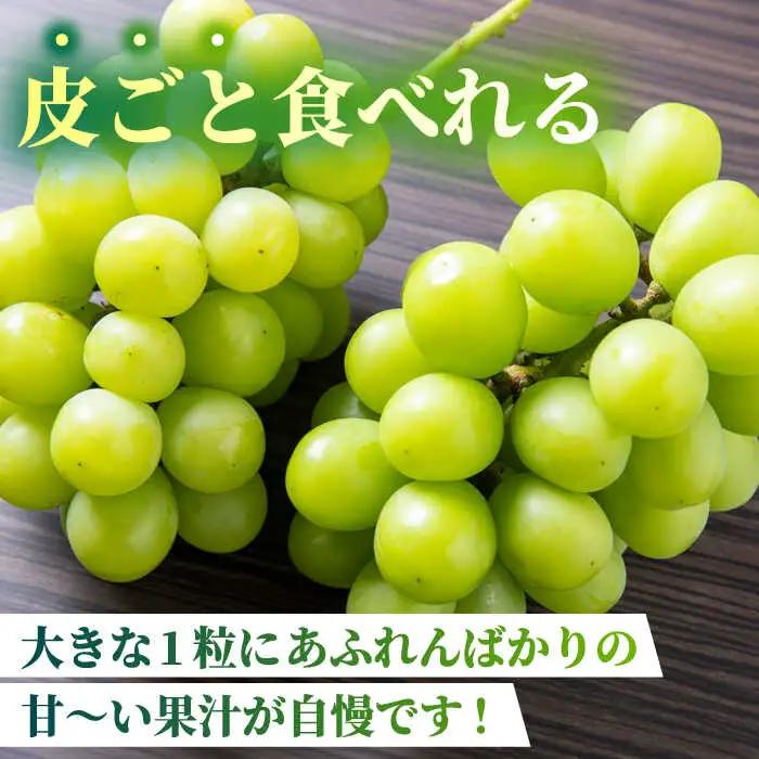 【2026年発送先行予約】シャインマスカット 1.2kg(3?4房)【合同会社 社方園】ぶどう 国産シャインマスカット 熊本県産 葡萄 [ZBZ012]