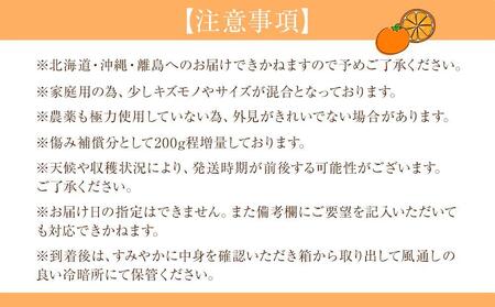 家庭用 森本農園の手選別 清見オレンジ 10kg +200g傷み補償付 和歌山県産 サイズ混合 【北海道・沖縄・離島配送不可】【RN39】