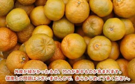 【先行予約：2027年1月初旬～】お試し用 訳あり ポンカン 1.5kg＋傷み保障500g 5000円 みかん mikan 蜜柑 ミカン ぽんかん 産地直送 国産 農家直送 糖度 期間限定 数量限定 
