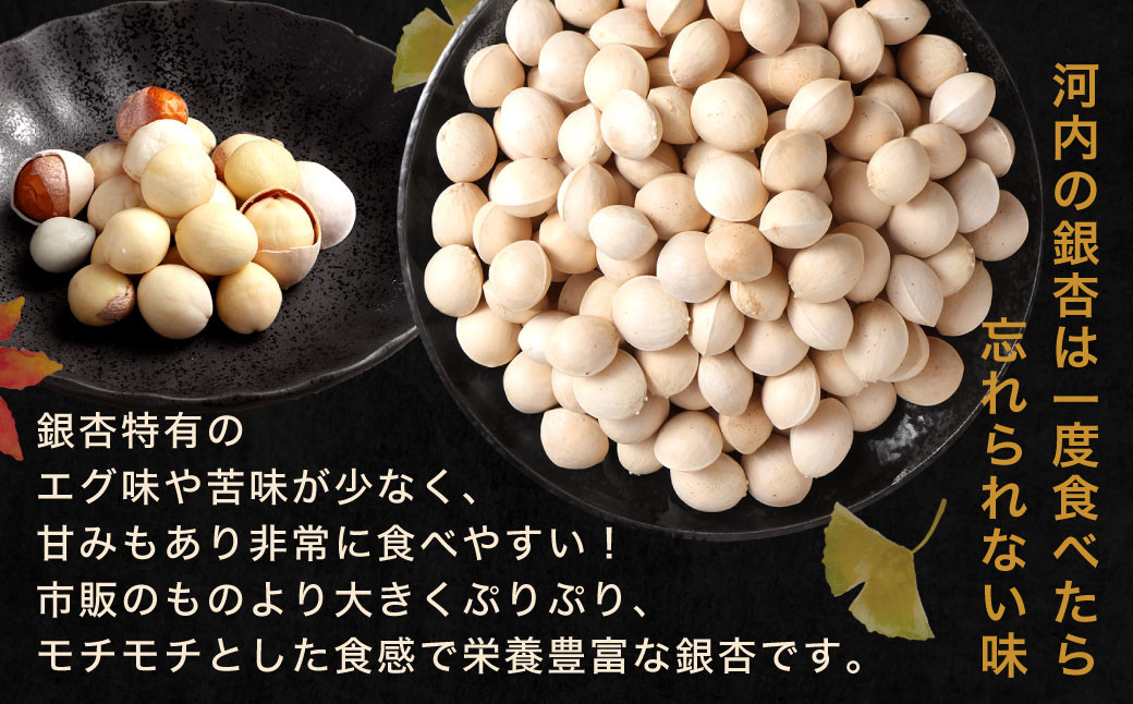 北九州河内の銀杏 500g