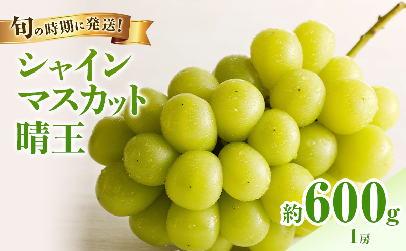【2026年先行受付】 シャインマスカット 晴王 秀品 約600g 1房 岡山県産 ぶどう 葡萄 ブドウ 御中元 ギフト 御礼 プレゼント 御礼 御祝 御供 果物 くだもの フルーツ