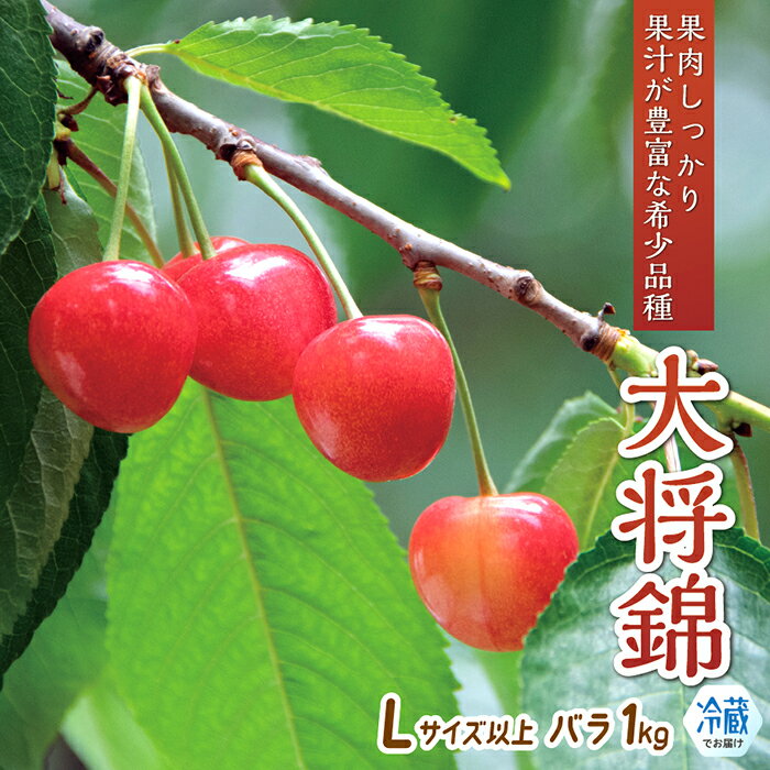 【ふるさと納税】【令和8年産予約】さくらんぼ「大将錦」Lサイズ以上　バラ1kg