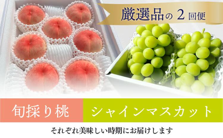 厳選した桃と大粒のシャインマスカットが届く満足便！２回便 (定期便)(岡山県産)【KF-T036-01】