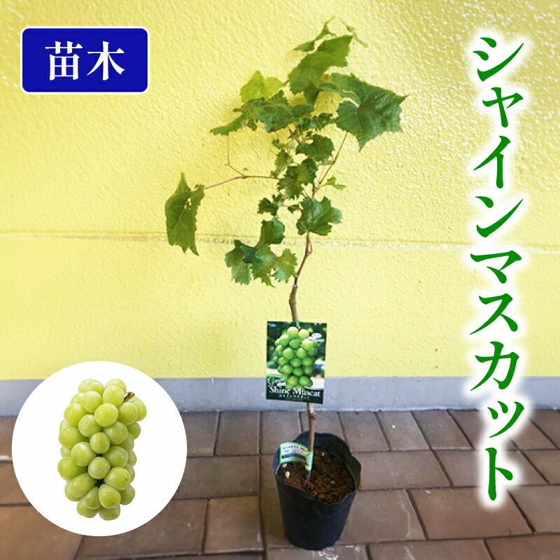 【ふるさと納税】 果樹苗 ぶどう シャインマスカット 苗木 オンライン決済限定 植物 苗 マスカット 果物 フルーツ 家庭菜園 ガーデニング 栽培 種苗 農業 園芸 グリーン 育てる 果樹 藤枝市 静岡県