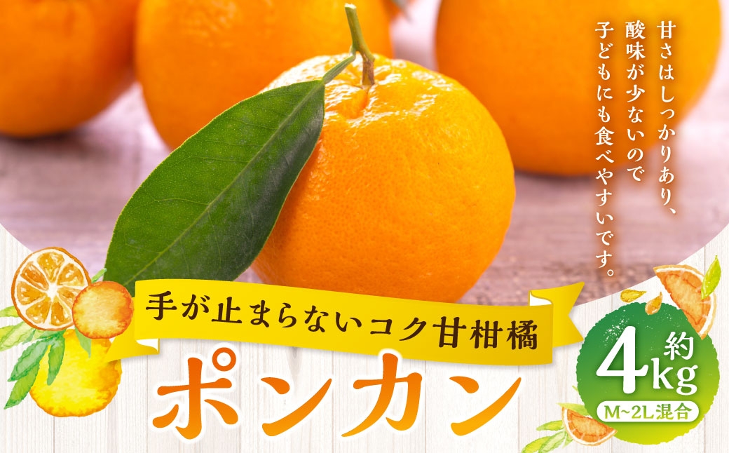 
                  【 手が止まらないコク甘柑橘 】 ポンカン 約4kg みかん ミカン 柑橘 柑橘類 柑橘系 くだもの 果物 フルーツ 果実 果汁 果肉 国産 愛媛県産 【 2027年1月上旬～3月上旬発送予定 】 ( 1052 )
                