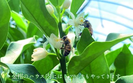 【先行予約/数量限定】完熟きんかん「たまたま」１kg / 宮崎県産 金柑 フルーツ 果物 柑橘 きんかん 甘い 希少 特産品 ギフト プレゼント お取り寄せ キンカン 国産  産地直送 送料無料 綾町