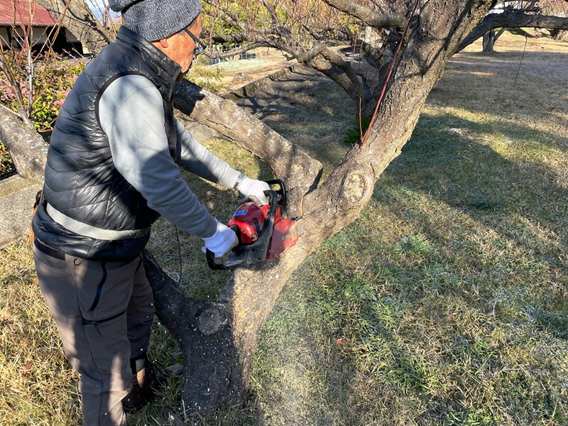 小田原下曽我の梅の木を使用した湯呑み（1個）【 工芸品 食器 天然木 神奈川県 小田原市 】