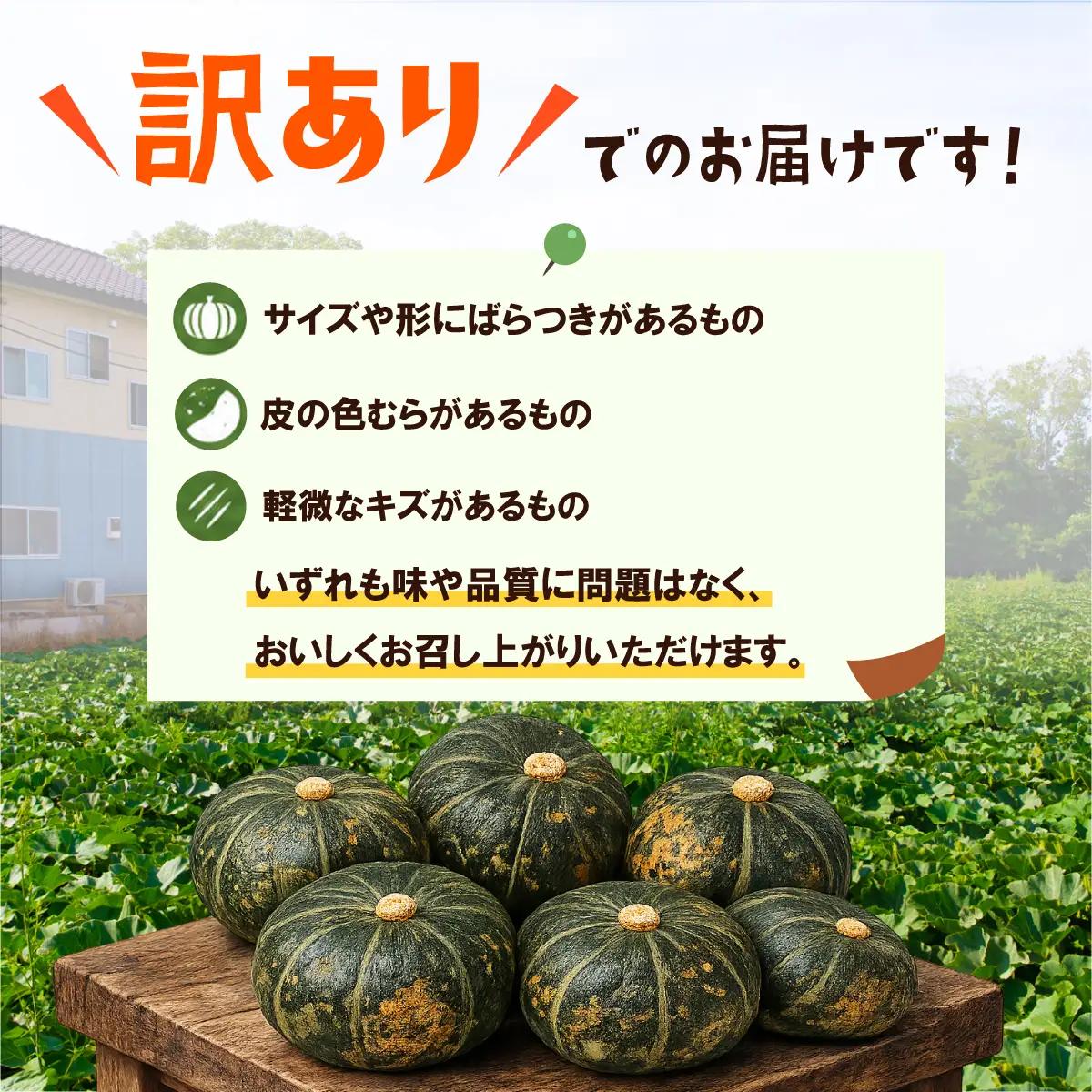 【訳あり】かぼちゃ くり大将 カボチャ 約5kg (2～3玉) 
