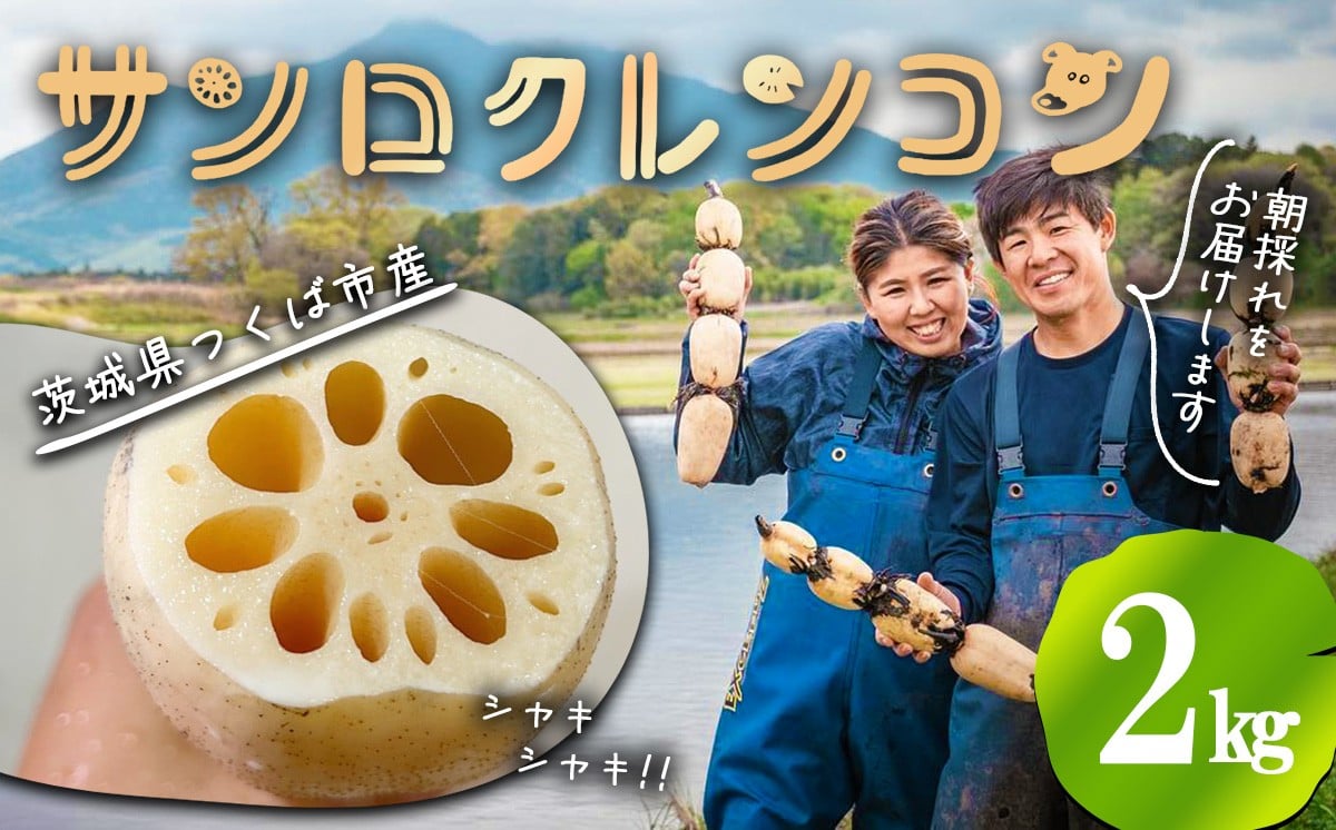 
                  朝採れをすぐに発送 筑波山の麓で採れたサンロクレンコン 2kg │ レンコン れんこん 蓮根 朝採れ 朝どれ 野菜 新鮮 茨城県産 つくば市
                