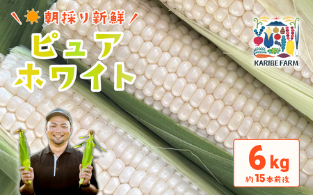 とうもろこし ピュアホワイト 6kg 先行予約 トウモロコシ