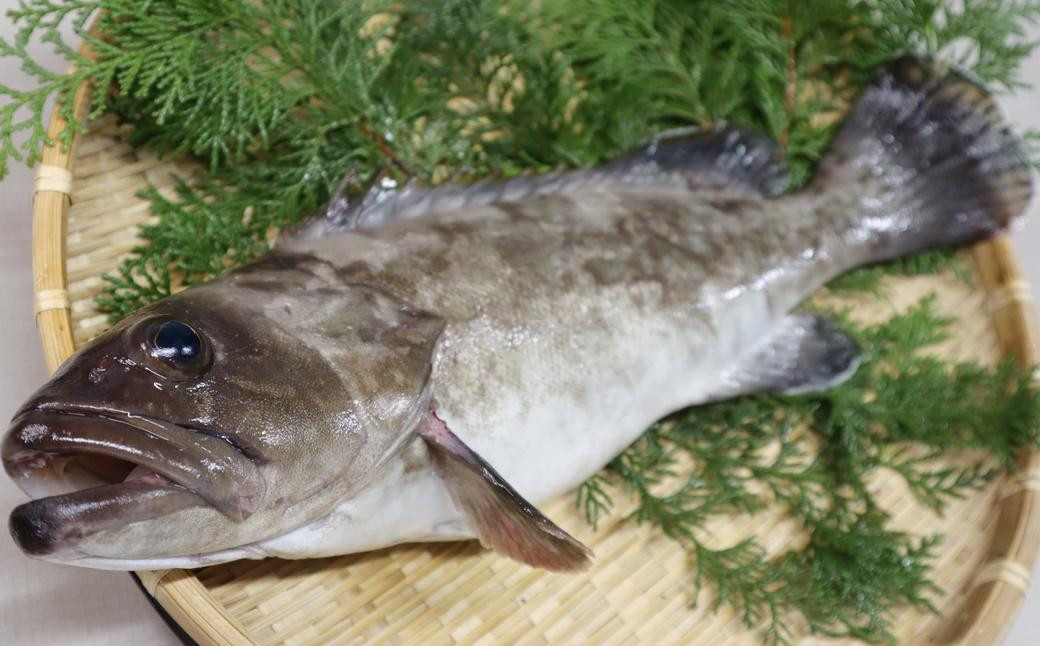 
            長崎の森で育てた『幻のクエ』 まるごと 一本(1kg～2kg前後)／ 海鮮 魚介 刺身 クエ 鍋 高級魚 長崎県 長崎市
          