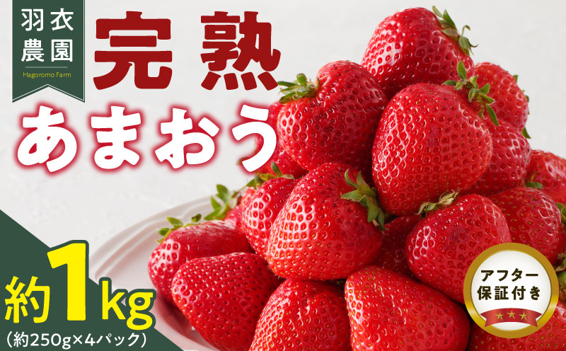 
【先行予約】【2025年1月中旬より順次発送】福岡県産　羽衣農園の完熟あまおう　約1kg（約250g×4パック）_Fi214
