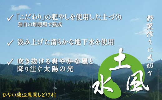 ナス 黒光りする太くて長い！10本　【40P3224】