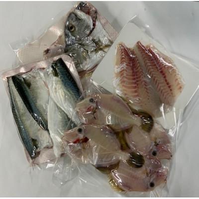 ふるさと納税 松山市 【嶋矢水産】 産地直送瀬戸内の鮮魚(下処理済み):四人前 |  | 01