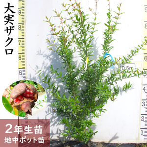 大実ザクロ(柘榴) 2年生 苗木 ＜すだ農園＞