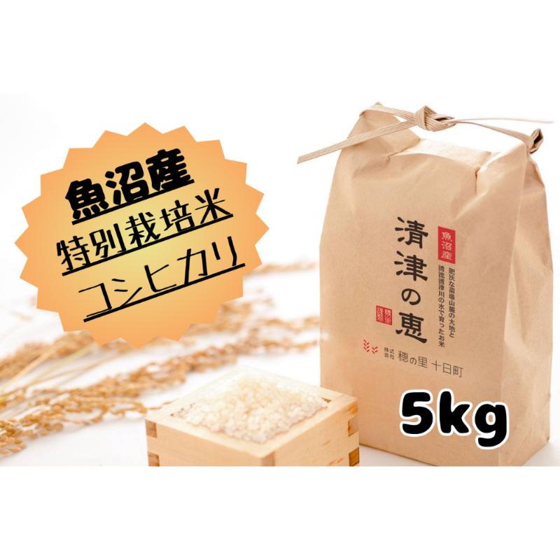 【ふるさと納税】【令和6年産】魚沼産特別栽培米コシヒカリ［清津の恵］精米5kg お米 コメ おこめ こめ こしひかり 新潟 　お届け：2025年10月上旬～2026年9月上旬まで