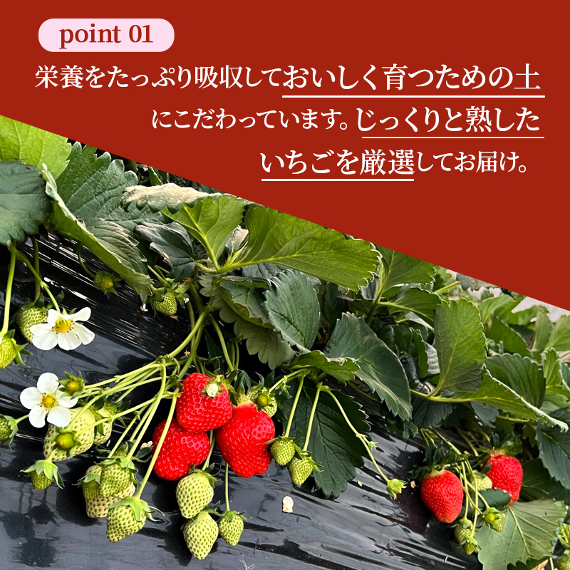 いちご 完熟 古都華 約1,080g(270g× 4パック ) 佃農園のこだわり 高評価 フルーツ 果物 旬 産地直送 デザート ことか イチゴ 苺 冷蔵 冷蔵配送 奈良 奈良県 大和郡山市 BN00