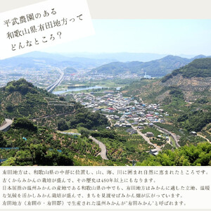 農家直送！有田みかん（9kg 3Lサイズ（超大玉）秀品）平武農園　～蛍飛ぶ町から旬の便り～