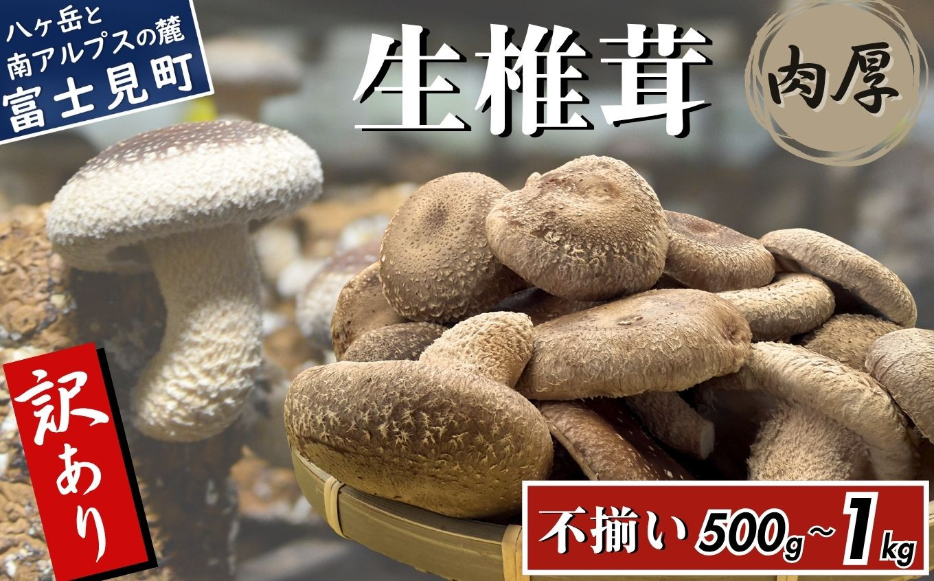 
                  訳あり 肉厚 生しいたけ 500g～1kg 八ヶ岳山麓育ち 国産 朝採れ 安心安全 農薬不使用 ハウス栽培 芳醇な香り 形不揃い 椎茸 信州 【発送時期：9月～翌年5月の期間】
                