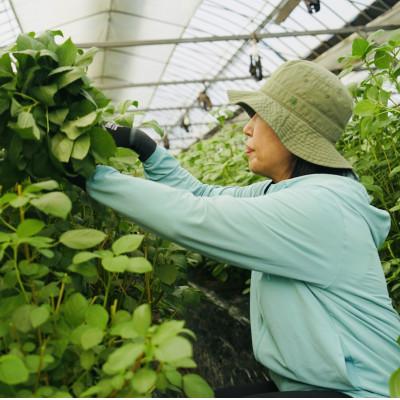 ふるさと納税 唐津市 佐賀県産　冬穫れハウスモロヘイヤ　1kg(100g×10袋) |  | 03