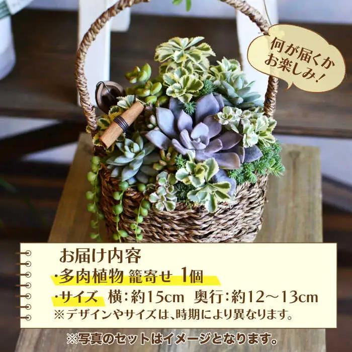 多肉植物 籠寄せ / かわいい インテリア 多肉植物[AFAT002]