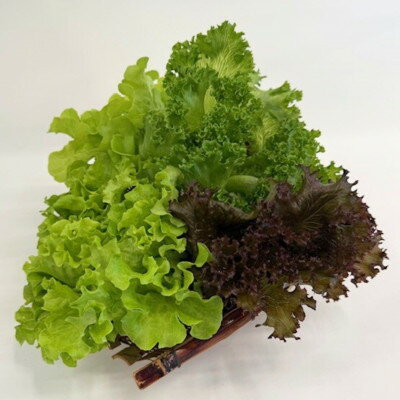 【ふるさと納税】新鮮しゃきしゃきレタス【配送不可地域：離島・北海道・沖縄県】【1675682】