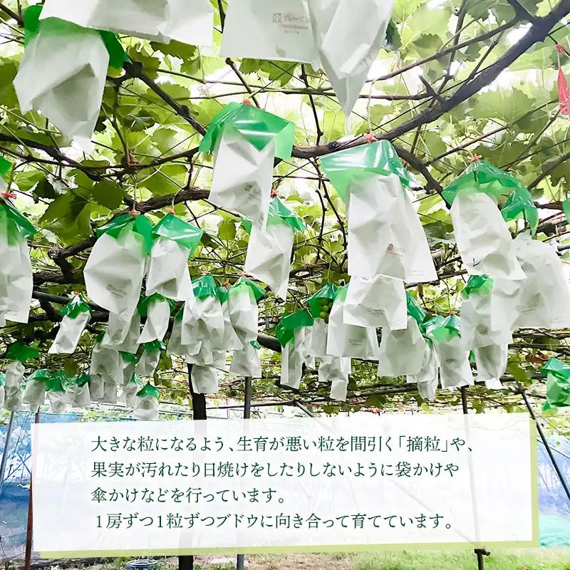 【令和8年産先行予約】 ぶどう詰め合わせ 2房 (シャインマスカットと黒系品種 各1房)　山形県鶴岡市 重ちゃん農園