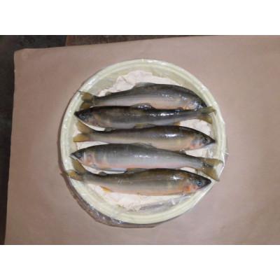 ふるさと納税 福知山市 由良川天然あゆの粕漬 |  | 02