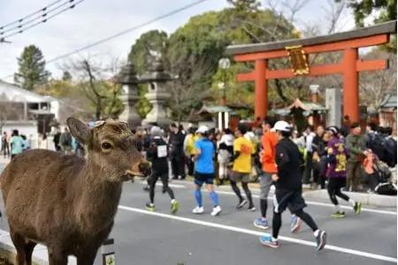 奈良マラソン2026ふるさと納税枠出走権(1名分)　nmr01
