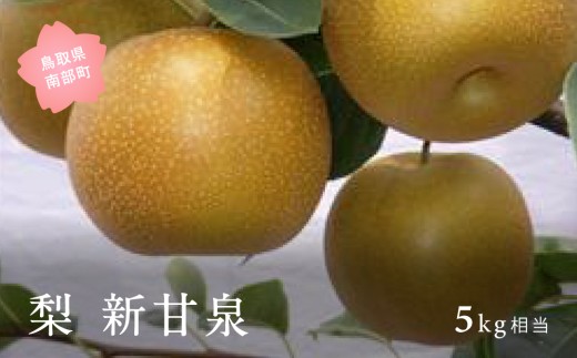 【YA02】新甘泉［梨］（5kg箱）2026年8月下旬～9月上旬出荷予定＜数量限定＞